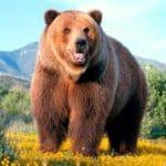 15 Amuletos y talismanes de Animales, lo mejor para la suerte