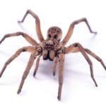 15 Amuletos y talismanes de Animales, lo mejor para la suerte