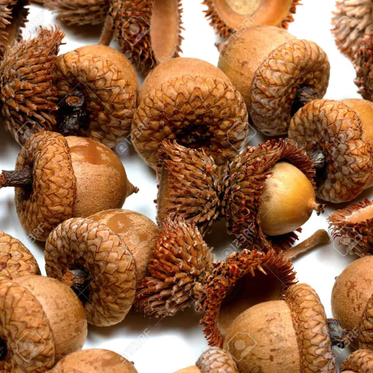 Autumn acorns from oak on white
