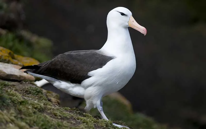 albatros animal de poder