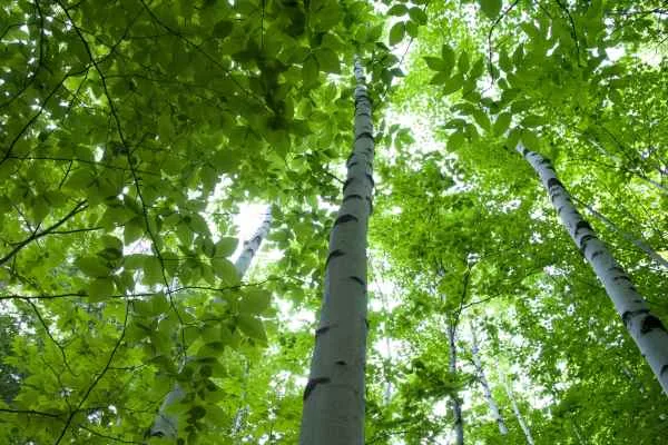 birch trees, birch forestbirch, green leaves