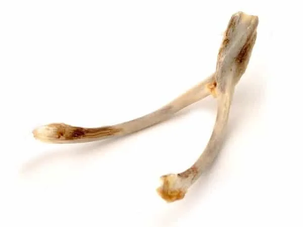 amuleto esternon de ave