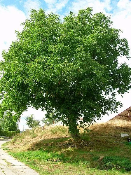 amuleto nogal madera