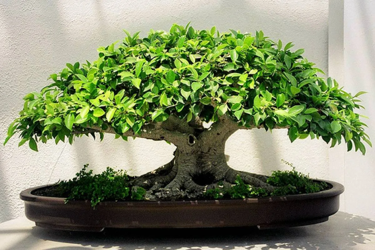 Plantas Negativas BONSAI