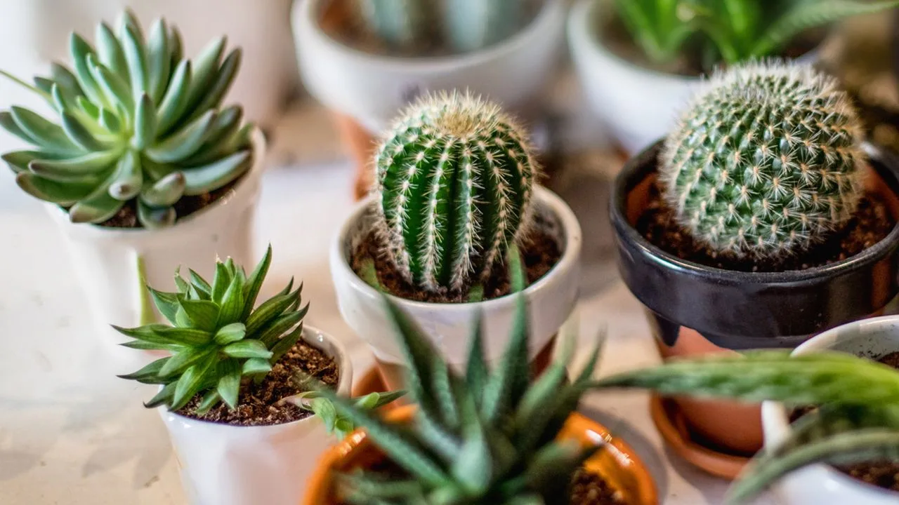 Plantas Negativas CACTUS