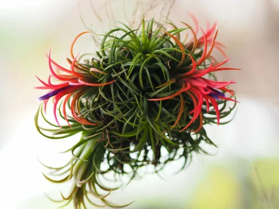 Plantas Negativas CLAVEL DEL AIRE