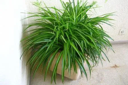 Plantas Negativas HOJA PUNTIAGUDA Y LARGA