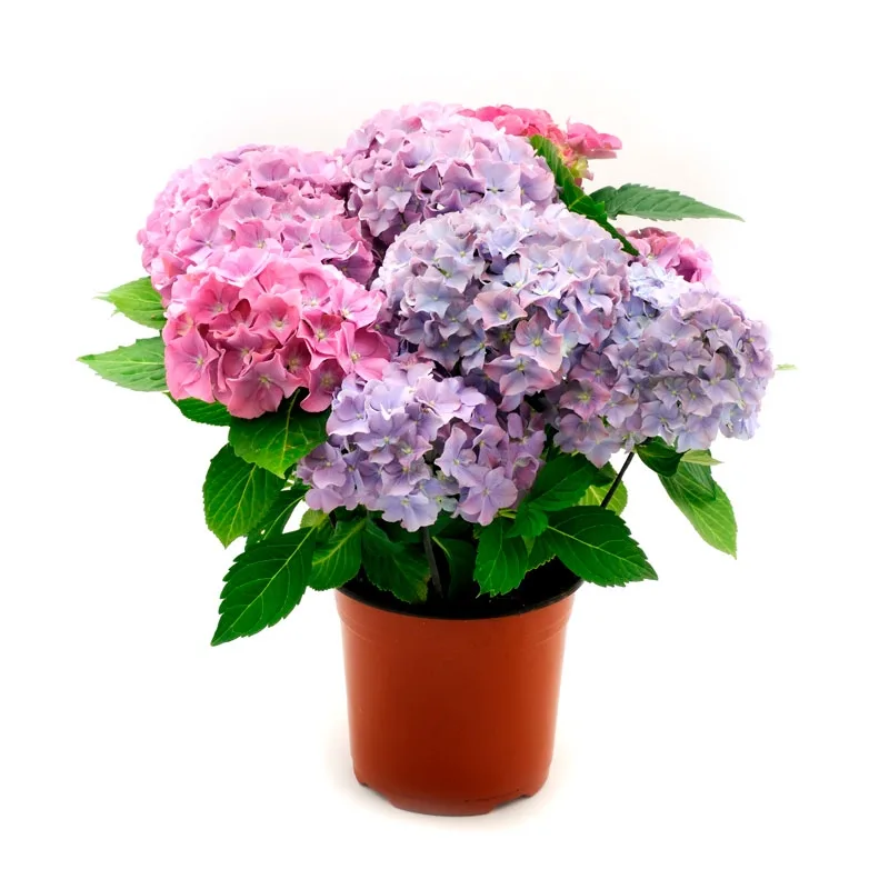 Plantas Negativas HORTENSIAS