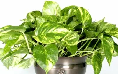 Plantas Negativas POTUS