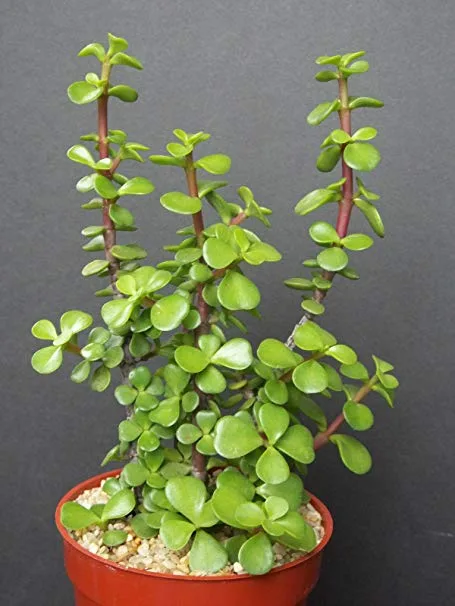 arbol jade