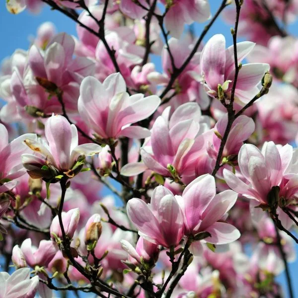magnolias