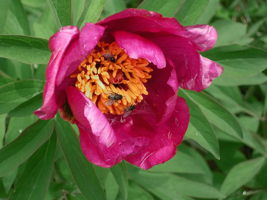peonia de montana