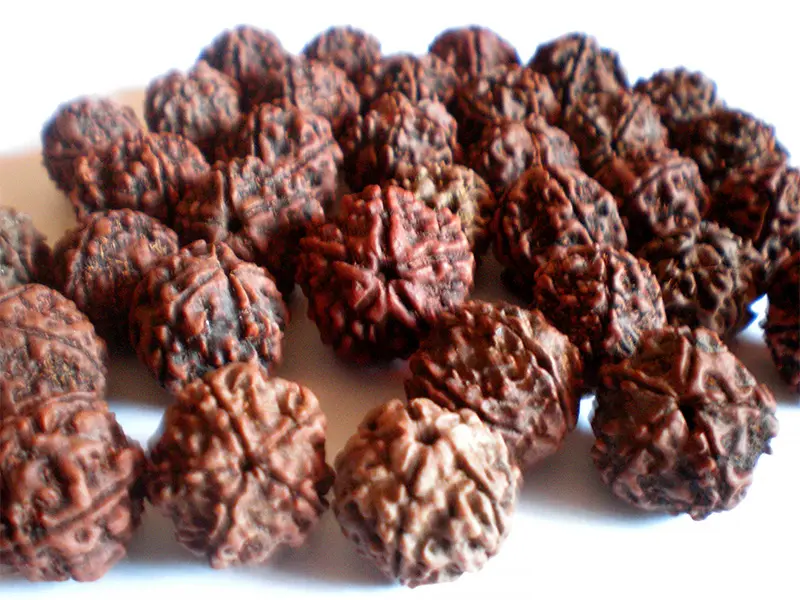 La Rudraksha